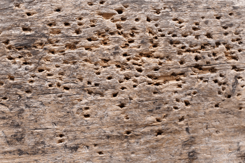 Woodworm Removal in Liverpool | Barrier Property Care